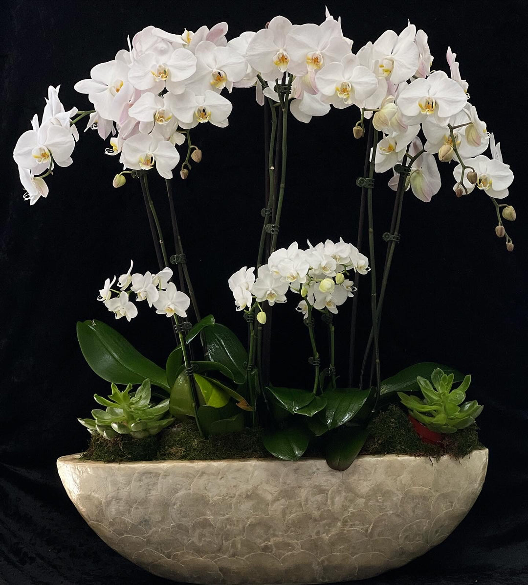 Crème Serene - Phalaenopsis Orchid Boat Plant