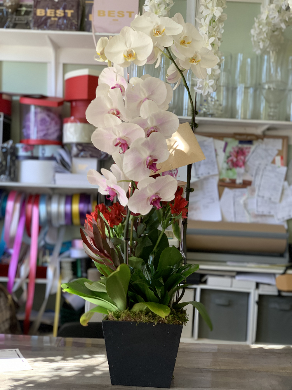 Orchid Duo Delight - Encino Florist