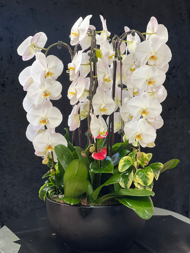 Serene Orchid Matte Ceramic