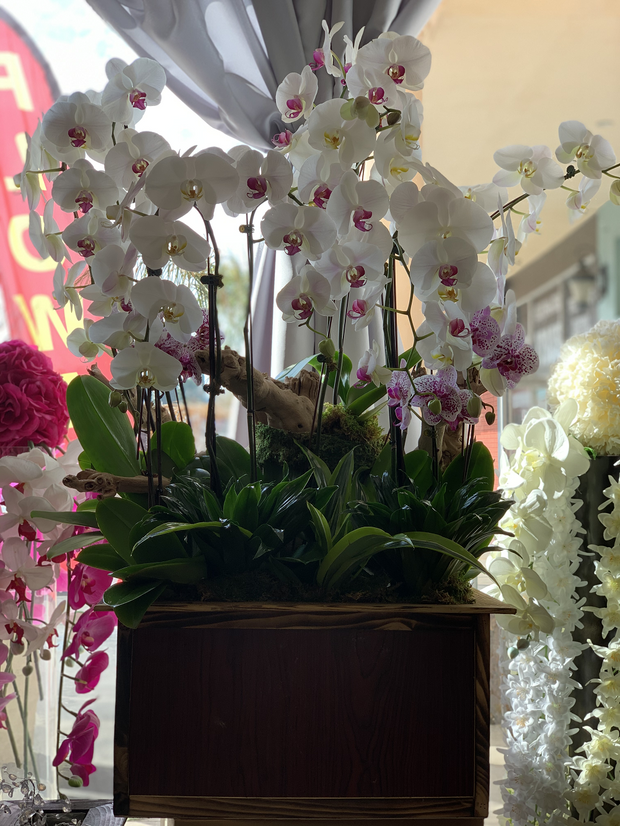 Pastel Orchid Harmony