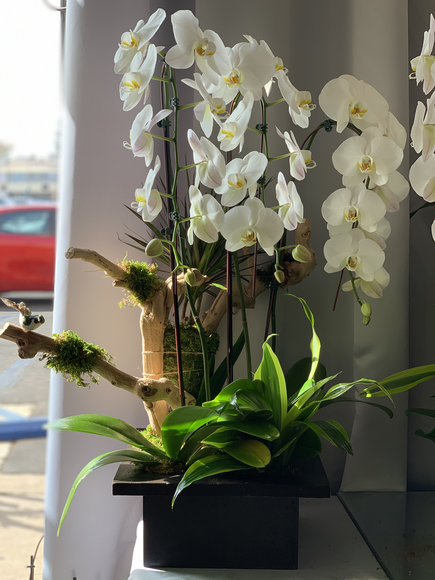 White Orchid With Branch Arrangement