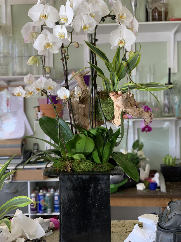 Zen Orchid Oasis