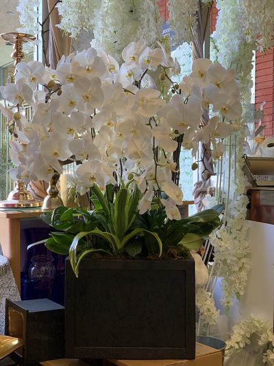 Heavenly Orchids