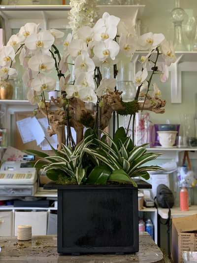 Pristine Orchids