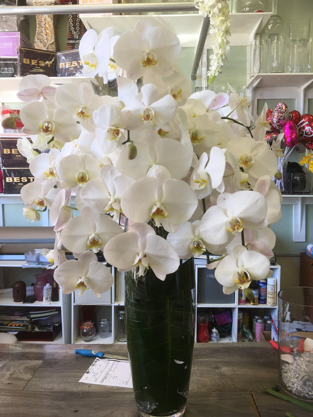Orchid Paradise